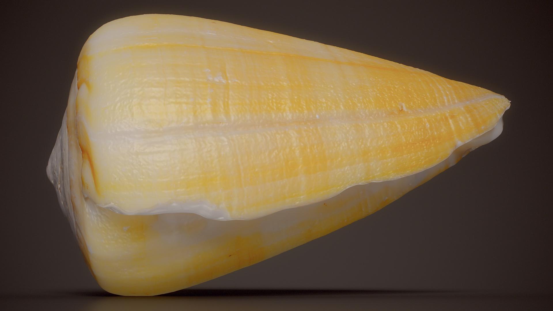 3D 15 3D Scanned Shell Collection 3 model https://p.turbosquid.com/ts-thumb/3J/2Hg95h/Mm/yellow_cone_shell_conus_flavidus_shell_35_fullquality/jpg/1767620299/1920x1080/fit_q87/cd49bf51e4c80f8bf69952b91e9a326e53bfc332/yellow_cone_shell_conus_flavidus_shell_35_fullquality.jpg