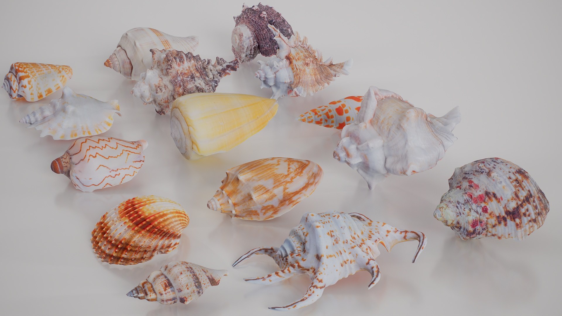 3D 15 3D Scanned Shell Collection 3 model https://p.turbosquid.com/ts-thumb/3J/2Hg95h/Ne/shell_collection_3_003/jpg/1767620286/1920x1080/fit_q87/a8f04ccac3dbc9c0b43f27c764f2b85c44d18d6b/shell_collection_3_003.jpg