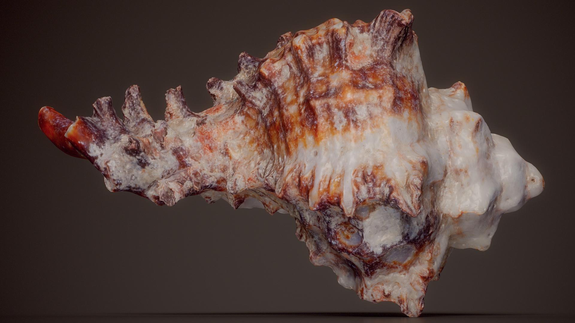 3D 15 3D Scanned Shell Collection 3 model https://p.turbosquid.com/ts-thumb/3J/2Hg95h/Ws/chicoreus_murex_chicoreus_palmarosae_shell_33_fullquality/jpg/1767620289/1920x1080/fit_q87/8271ed8e86a3082422b96221c3facaeaf77f43f7/chicoreus_murex_chicoreus_palmarosae_shell_33_fullquality.jpg
