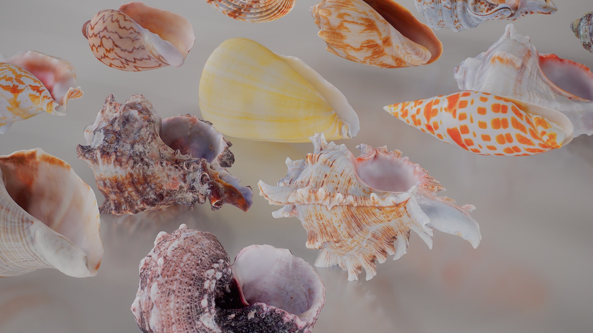 3D 15 3D Scanned Shell Collection 3 model https://p.turbosquid.com/ts-thumb/3J/2Hg95h/dg/shell_collection_3_007/jpg/1767620288/1920x1080/fit_q87/7df4427228de1b22c3f30d2c602c6ad349c4eff9/shell_collection_3_007.jpg