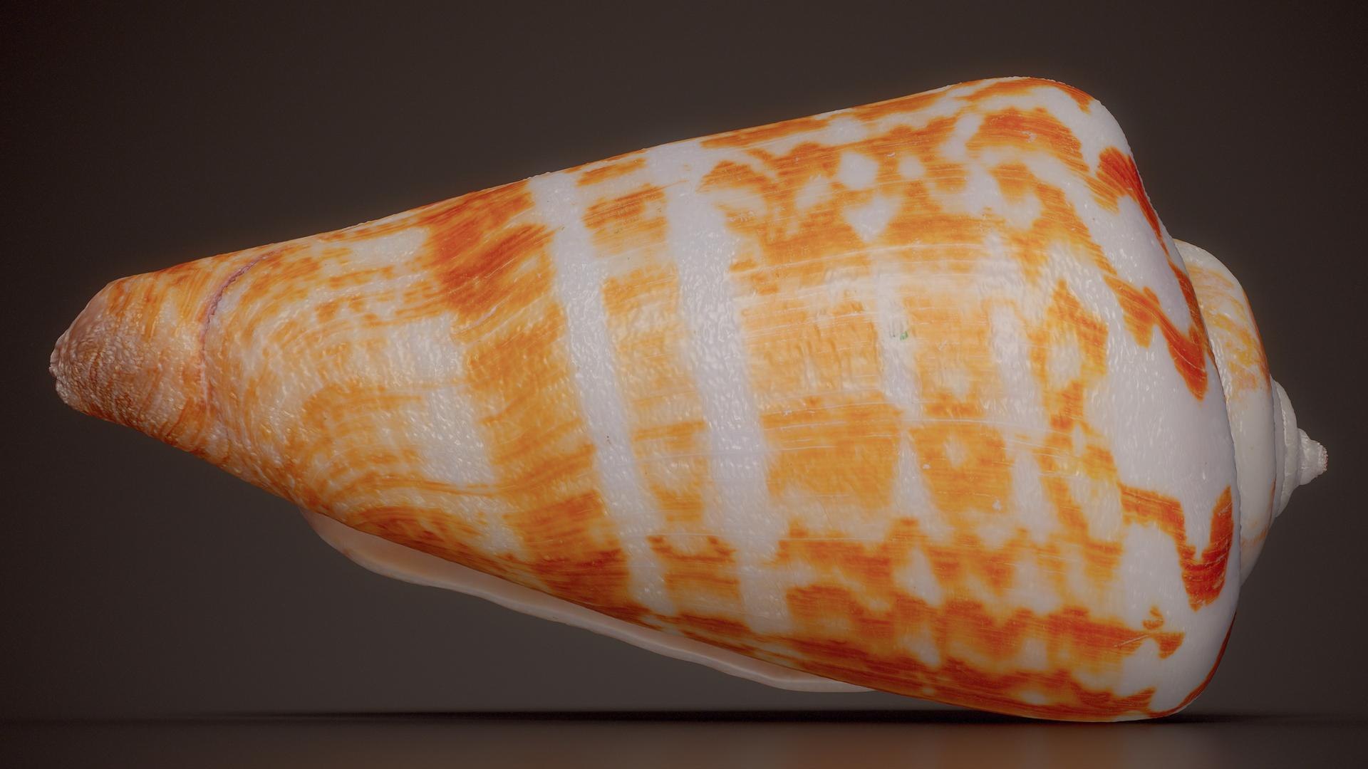 3D 15 3D Scanned Shell Collection 3 model https://p.turbosquid.com/ts-thumb/3J/2Hg95h/fa/flame_cone_shell_conus_vexillum_shell_46_fullquality/jpg/1767620291/1920x1080/fit_q87/14ea409e101fa7419eae6a4ca844636546816d9f/flame_cone_shell_conus_vexillum_shell_46_fullquality.jpg