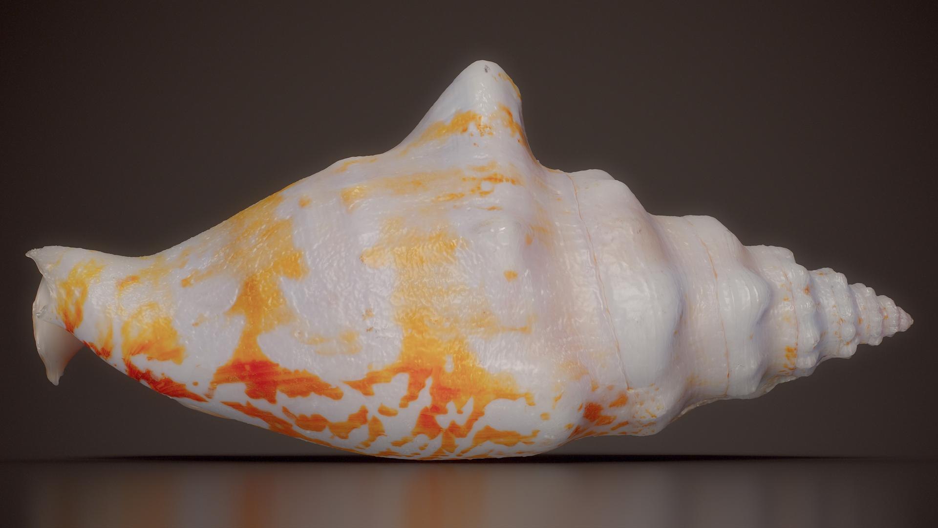 3D 15 3D Scanned Shell Collection 3 model https://p.turbosquid.com/ts-thumb/3J/2Hg95h/iy/white_conch_strombus_shell_63_fullquality/jpg/1767620296/1920x1080/fit_q87/6d4453ab8c20c32f7ee2e013dd5f007f2b85a6a8/white_conch_strombus_shell_63_fullquality.jpg