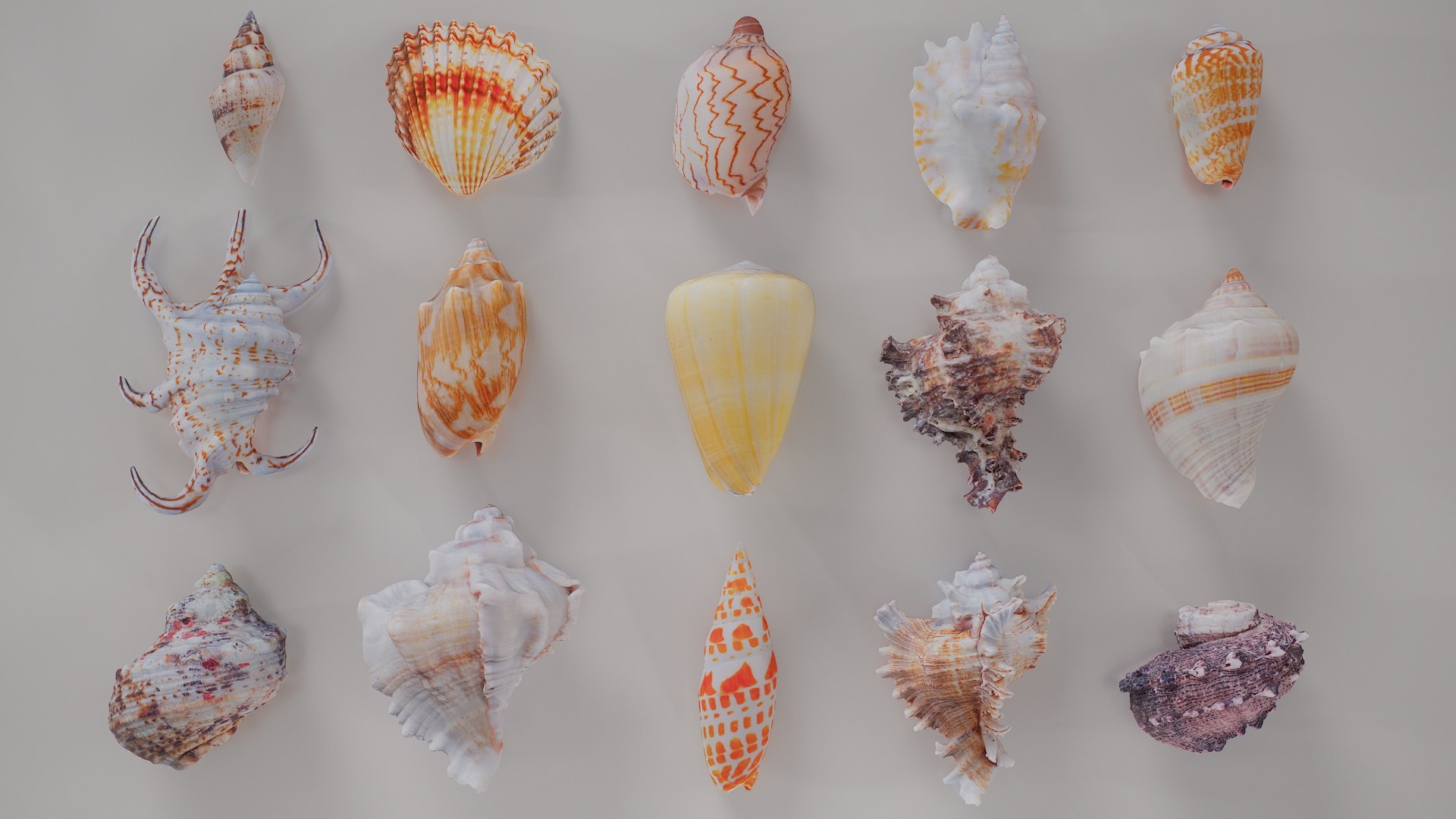 3D 15 3D Scanned Shell Collection 3 model https://p.turbosquid.com/ts-thumb/3J/2Hg95h/lD/shell_collection_3/jpg/1767620280/1920x1080/fit_q87/0b0938fcb5968bc1f6986f3e0cc0d4aa73e51f81/shell_collection_3.jpg