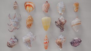 3D 15 3D Scanned Shell Collection 3 model