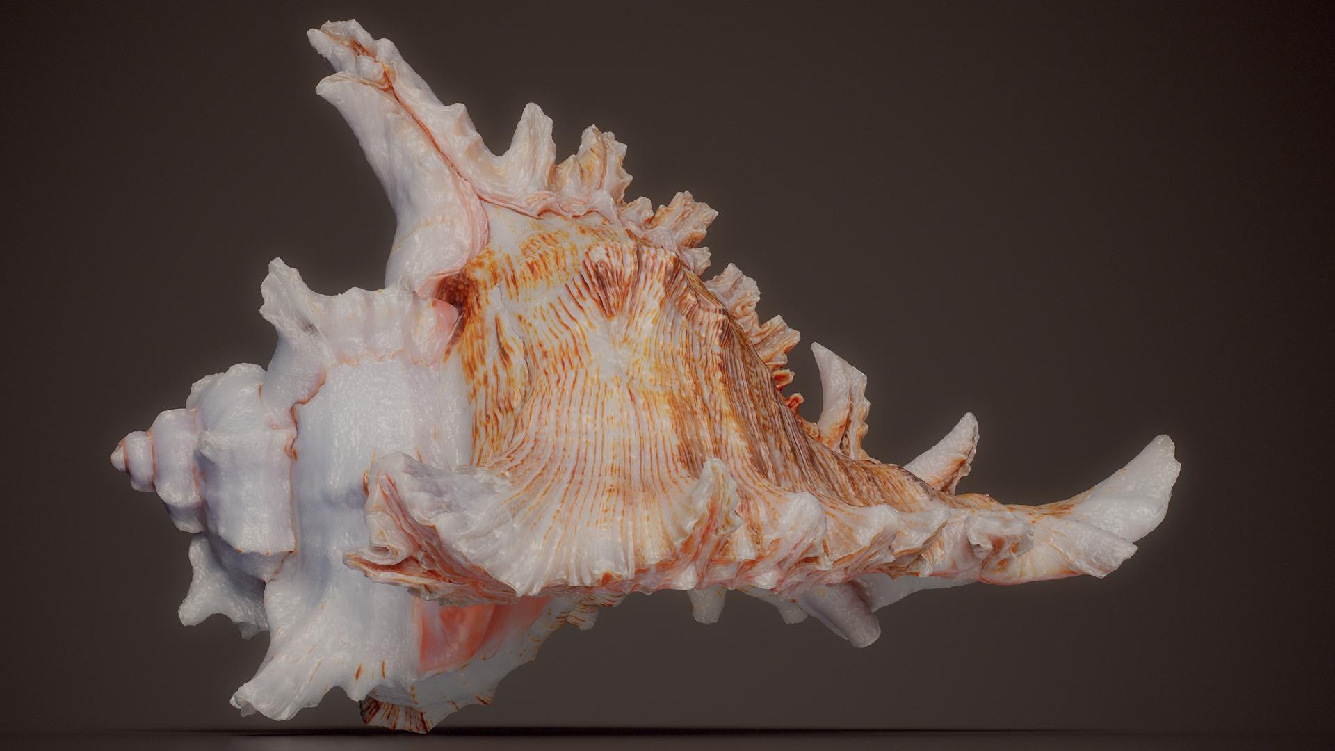 3D 15 3D Scanned Shell Collection 3 model https://p.turbosquid.com/ts-thumb/3J/2Hg95h/n9/winged_frog_shell_bursa_bubo_shell_56_fullquality/jpg/1767620298/1920x1080/fit_q87/c8244d787e278f49a8f6da430d2dd5538ac1847a/winged_frog_shell_bursa_bubo_shell_56_fullquality.jpg