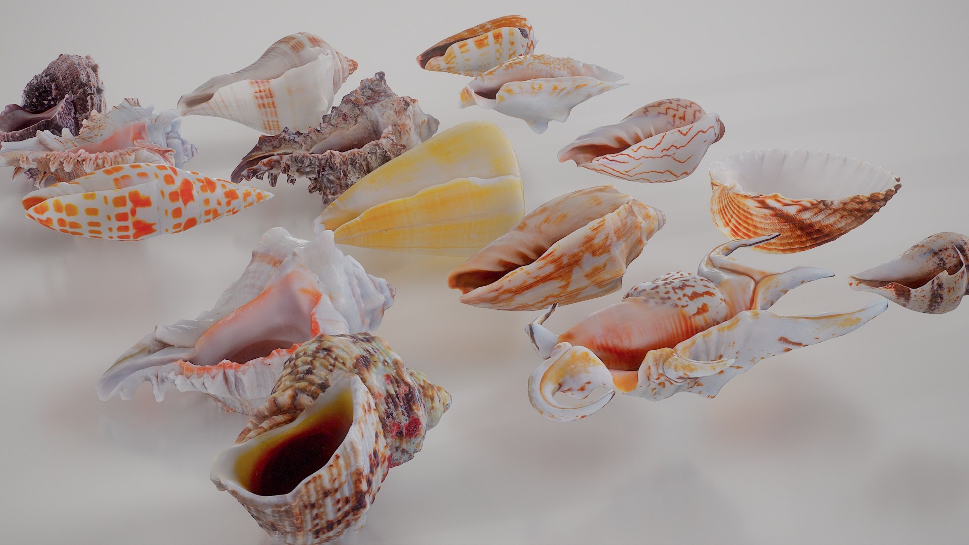 3D 15 3D Scanned Shell Collection 3 model https://p.turbosquid.com/ts-thumb/3J/2Hg95h/nG/shell_collection_3_008/jpg/1767620288/1920x1080/fit_q87/70c52526ea5c7d68456e1613166ce01620ddc423/shell_collection_3_008.jpg