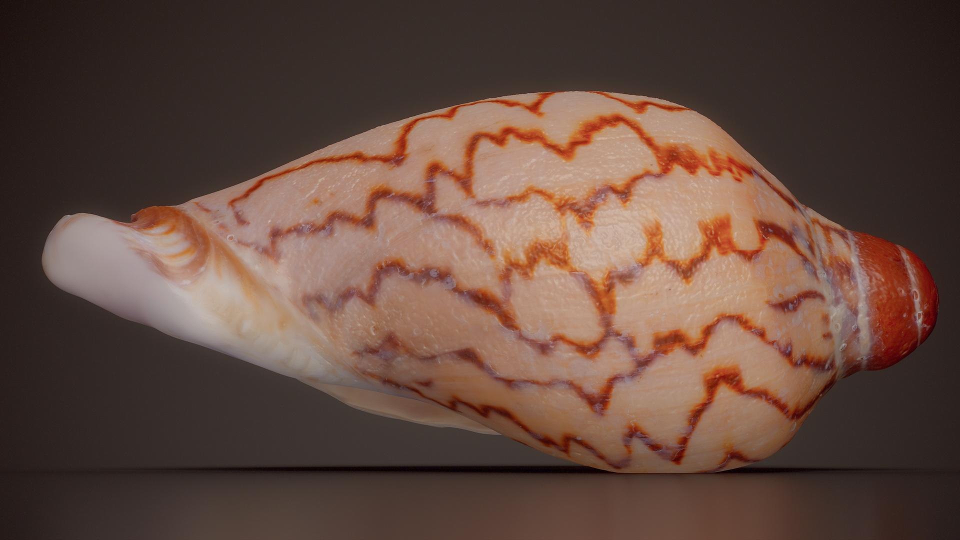 3D 15 3D Scanned Shell Collection 3 model https://p.turbosquid.com/ts-thumb/3J/2Hg95h/qU/zigzag_volute_voluta_musica_shell_26_fullquality/jpg/1767620300/1920x1080/fit_q87/246a4deabb9f724e59847b57e4447e622a455cc2/zigzag_volute_voluta_musica_shell_26_fullquality.jpg