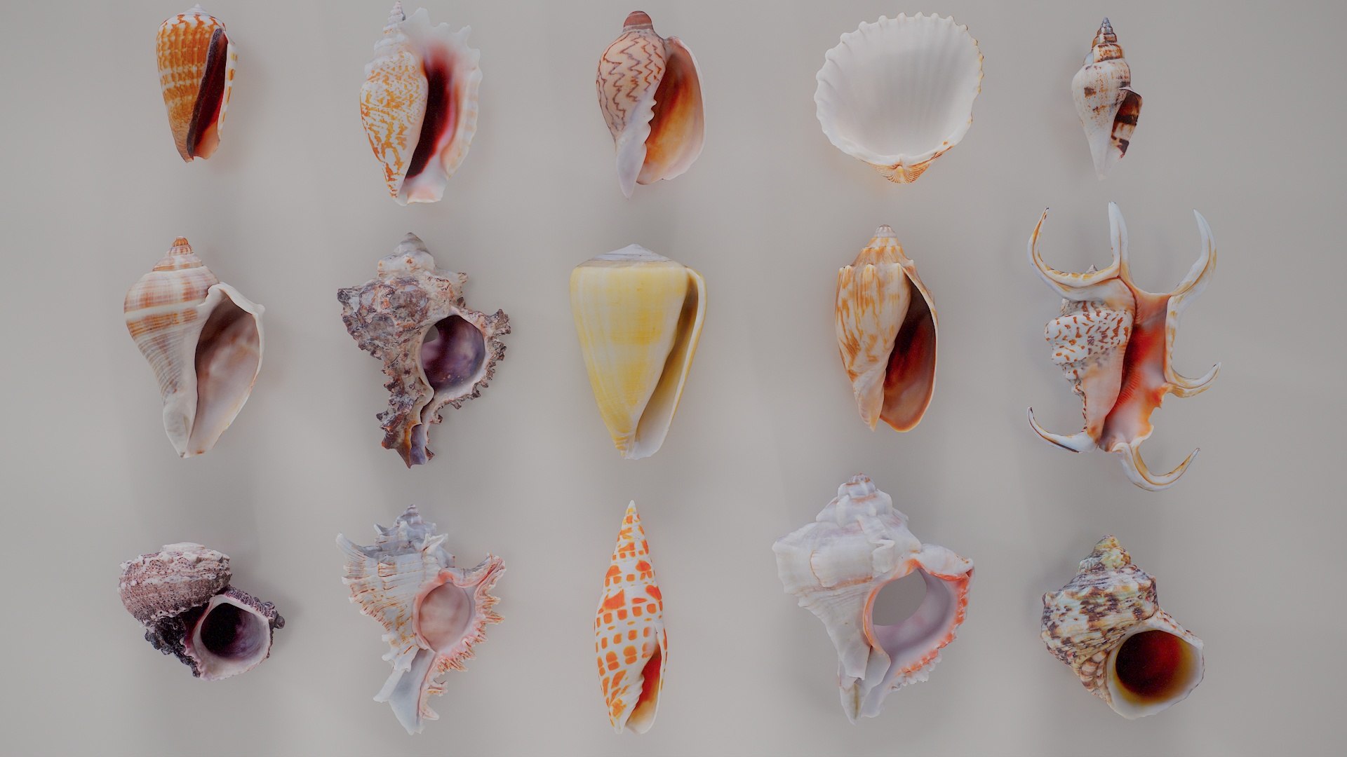 3D 15 3D Scanned Shell Collection 3 model https://p.turbosquid.com/ts-thumb/3J/2Hg95h/rS/shell_collection_3_005/jpg/1767620287/1920x1080/fit_q87/80677a2f7e9a99c98dd8400f2034c62a062da14a/shell_collection_3_005.jpg