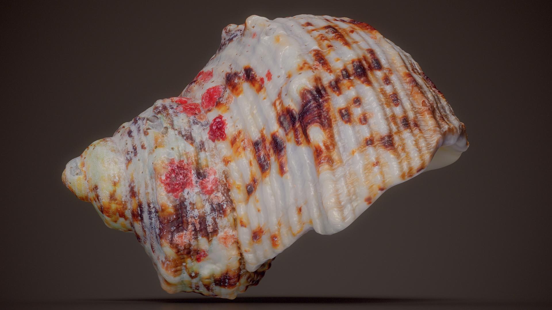 3D 15 3D Scanned Shell Collection 3 model https://p.turbosquid.com/ts-thumb/3J/2Hg95h/u7/strawberry_top_shell_clanculus_pharaonius_shell_43_fullquality/jpg/1767620296/1920x1080/fit_q87/814e815f62bb96ae4dddaaf61aee3abd5994ab0c/strawberry_top_shell_clanculus_pharaonius_shell_43_fullquality.jpg