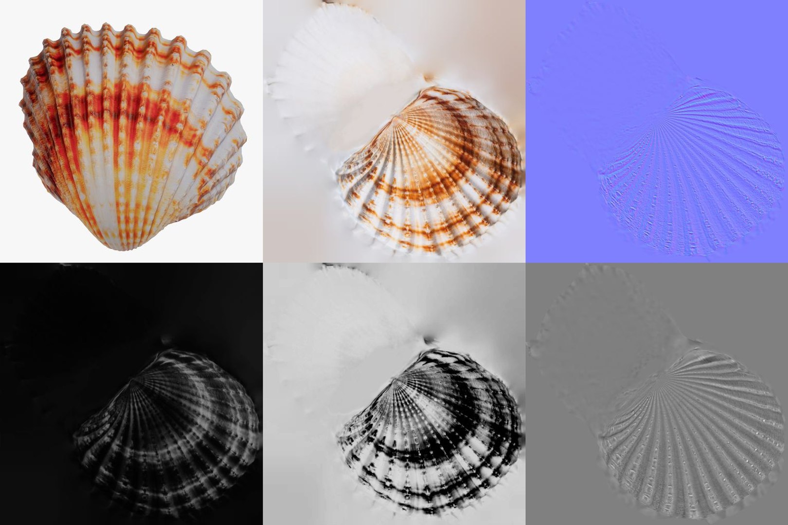 3D 15 3D Scanned Shell Collection 3 model https://p.turbosquid.com/ts-thumb/3J/2Hg95h/wk/cockle_shell_cardiidae_shell_9_pbr_maps/jpg/1767620290/1920x1080/fit_q87/bd633b1d384d6295b489539fb57a981bf9145173/cockle_shell_cardiidae_shell_9_pbr_maps.jpg