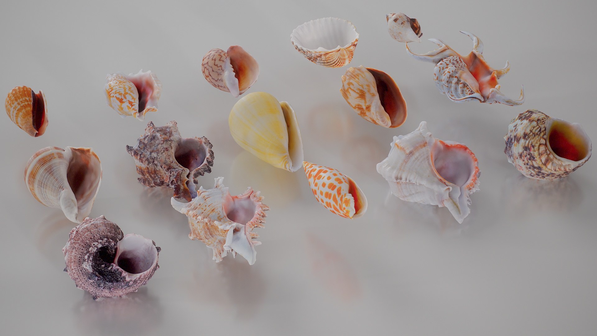 3D 15 3D Scanned Shell Collection 3 model https://p.turbosquid.com/ts-thumb/3J/2Hg95h/zZ/shell_collection_3_006/jpg/1767620287/1920x1080/fit_q87/0f6b0b9f214cdf628d84864129582c7ba2504d6e/shell_collection_3_006.jpg