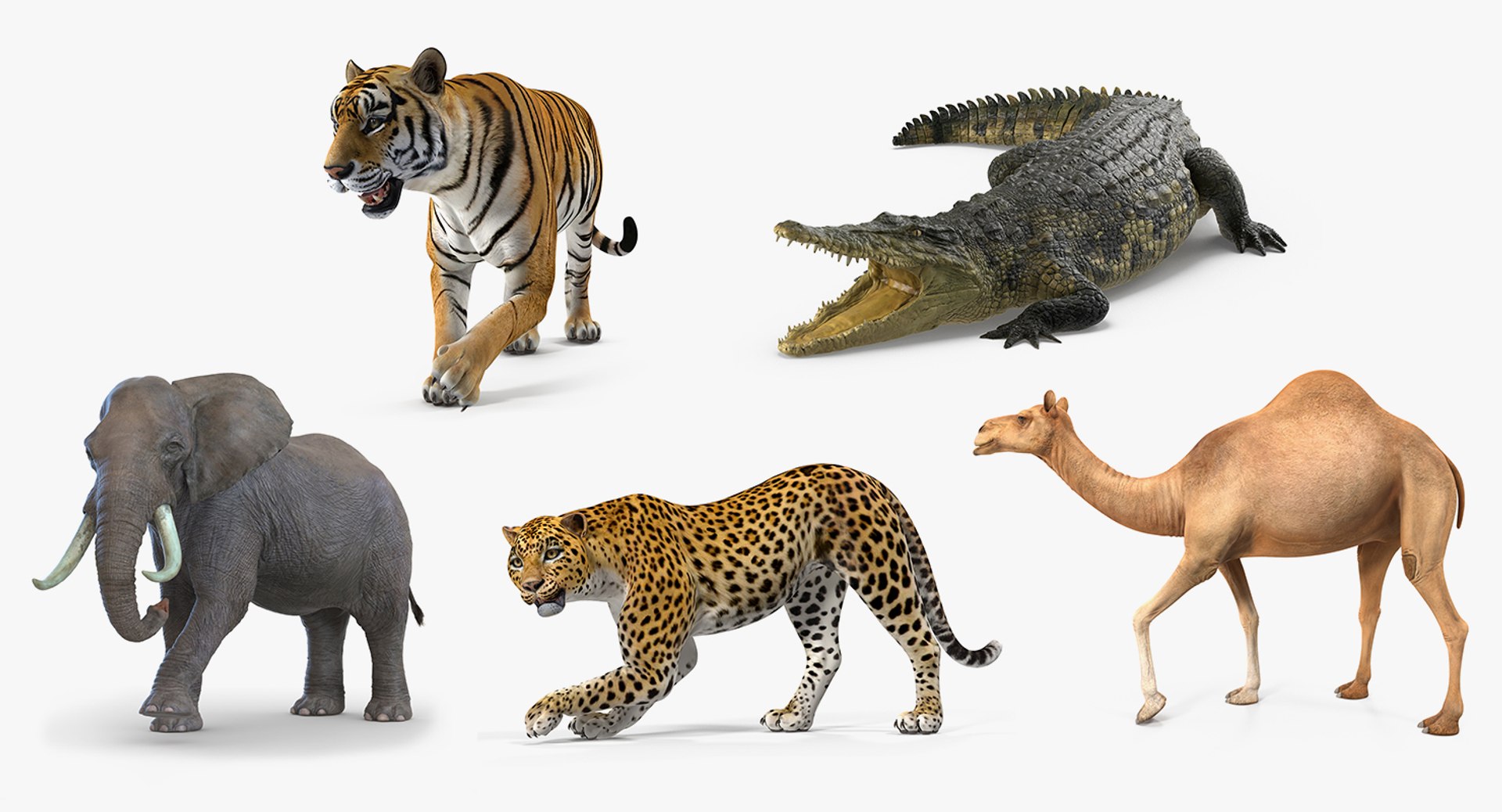 African Animals Rigged Collection 2 for Maya 3D model preview
