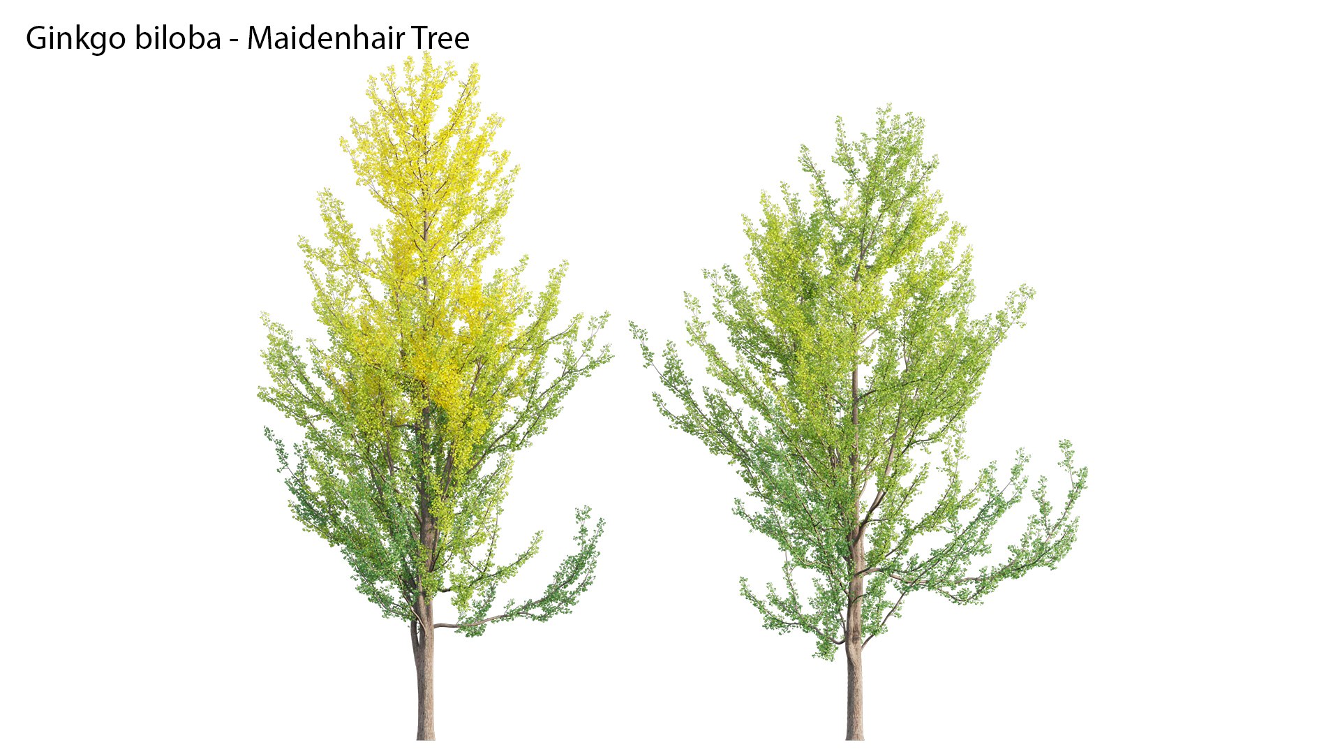 3D Ginkgo Biloba - Maidenhair Tree 01 https://p.turbosquid.com/ts-thumb/3J/EVGtho/A4/ginkgov1prv03/jpg/1661395274/1920x1080/fit_q87/a34fd87cd78a268482bd0c0d7e91a6110c5287b7/ginkgov1prv03.jpg
