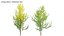 Ginkgo Biloba - Árvore Maidenhair 01