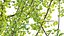Ginkgo Biloba - Árvore Maidenhair 01