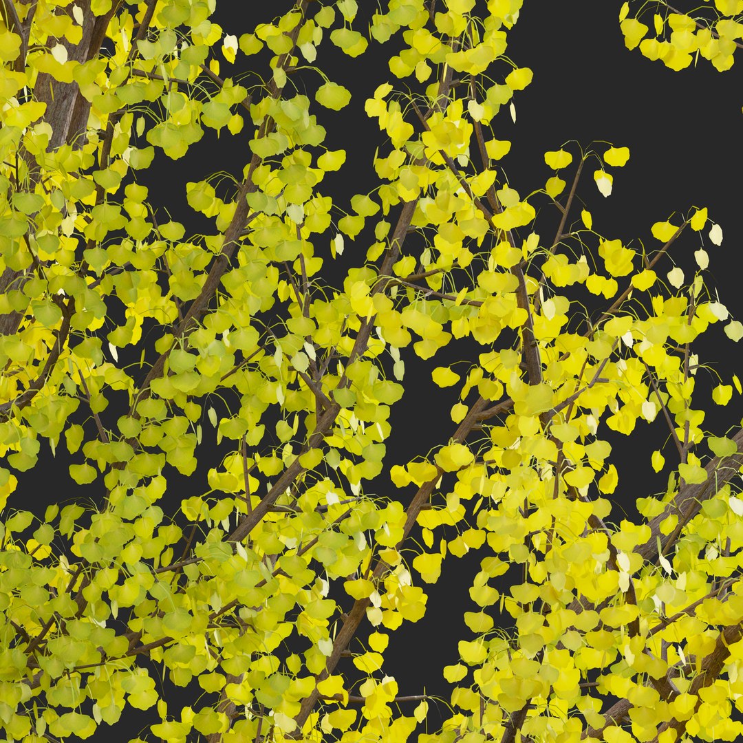 3D Ginkgo Biloba - Maidenhair Tree 01 https://p.turbosquid.com/ts-thumb/3J/EVGtho/L9/ginkgov3prv02/jpg/1661395278/1920x1080/fit_q87/e7627658d5c504c0273cff0b934cb9143e59d209/ginkgov3prv02.jpg