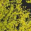 Ginkgo Biloba - Árvore Maidenhair 01