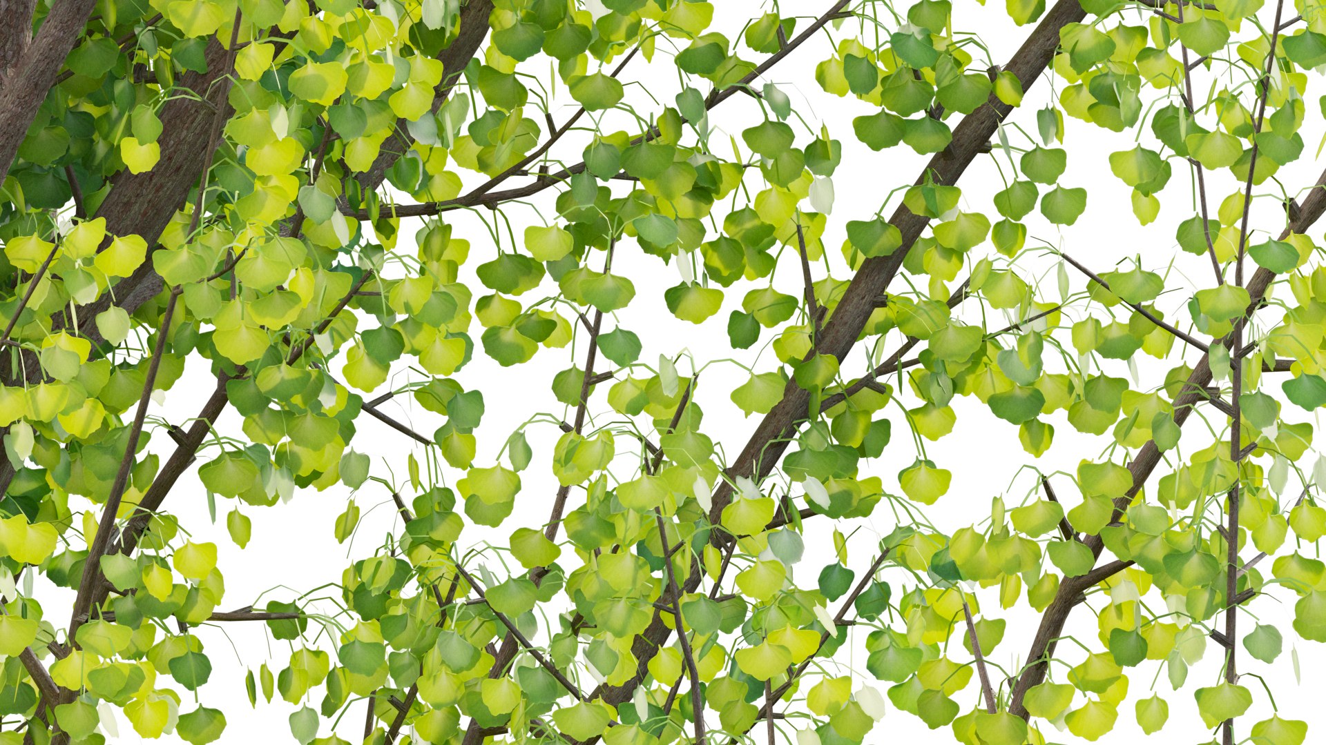 3D Ginkgo Biloba - Maidenhair Tree 01 https://p.turbosquid.com/ts-thumb/3J/EVGtho/RV/ginkgov3prv06/jpg/1661395285/1920x1080/fit_q87/59aec1b6c3a1ad06b486ee06984042117a22e2e7/ginkgov3prv06.jpg
