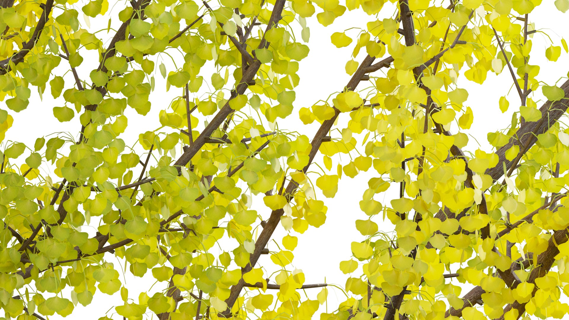3D Ginkgo Biloba - Maidenhair Tree 01 https://p.turbosquid.com/ts-thumb/3J/EVGtho/VH/ginkgov3prv09/jpg/1661395299/1920x1080/fit_q87/bbb6b097cef4ebe672ff5fea6d1983488c8b8815/ginkgov3prv09.jpg