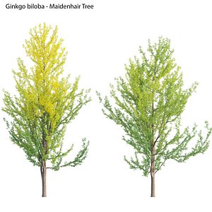 3D Ginkgo Biloba - Maidenhair Tree 01