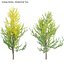 Ginkgo Biloba - Árvore Maidenhair 01