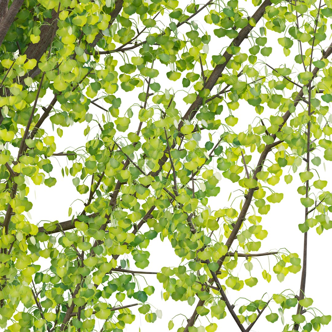 3D Ginkgo Biloba - Maidenhair Tree 01 https://p.turbosquid.com/ts-thumb/3J/EVGtho/iO/ginkgov1prv02/jpg/1661395270/1920x1080/fit_q87/14ab9fd948b2aa8025ed4d359fb83599809eda98/ginkgov1prv02.jpg