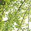 Ginkgo Biloba - Árvore Maidenhair 01
