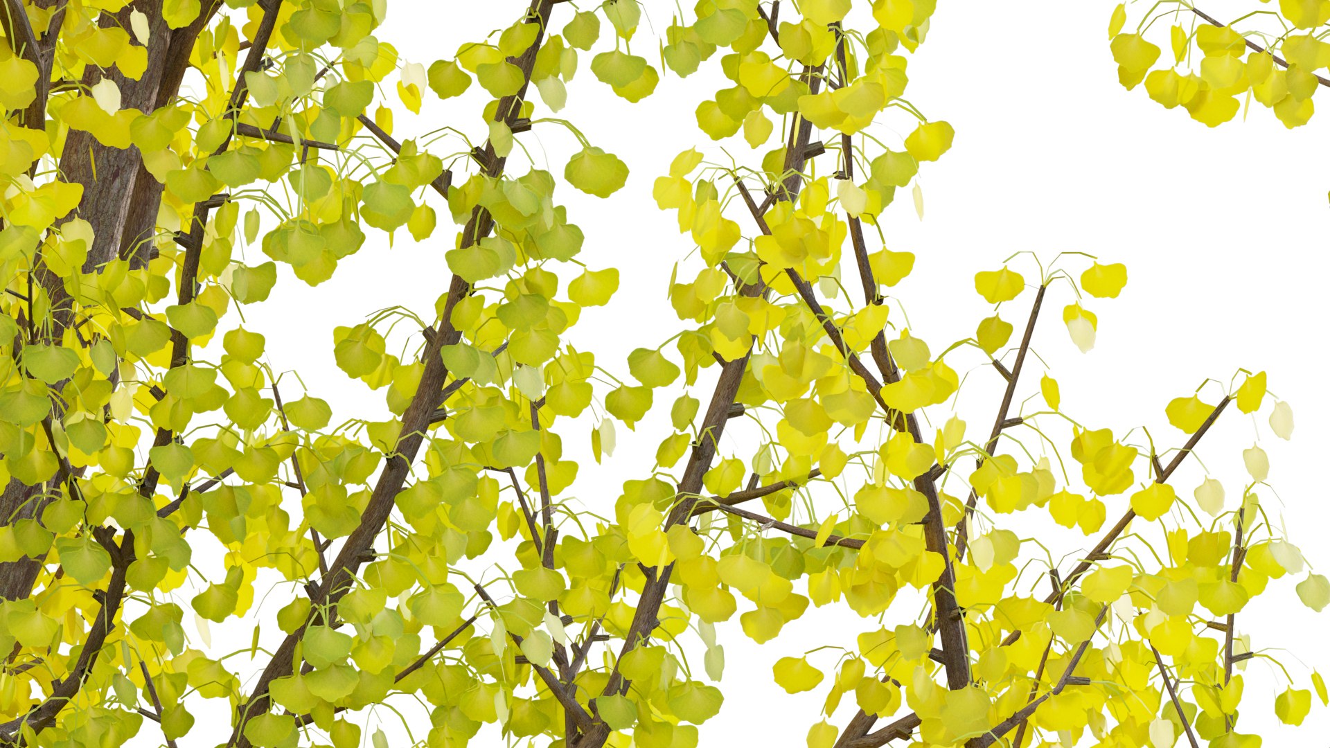 3D Ginkgo Biloba - Maidenhair Tree 01 https://p.turbosquid.com/ts-thumb/3J/EVGtho/yq/ginkgov3prv08/jpg/1661395292/1920x1080/fit_q87/7966a47aee2361a8e54714d04813ae8f2e796dde/ginkgov3prv08.jpg