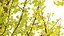 Ginkgo Biloba - Árvore Maidenhair 01