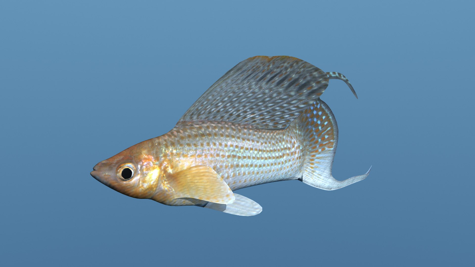 16 Fish Tropical 3d Obj