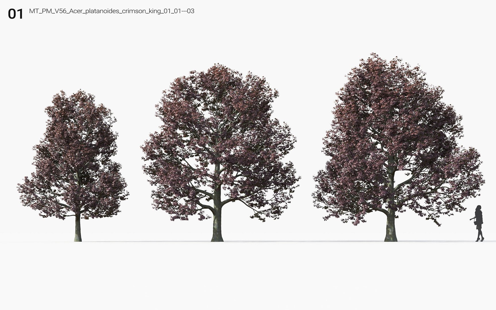 3D american canada trees includes https://p.turbosquid.com/ts-thumb/3J/QjJV81/CSKOia9N/mt_pm_v56_acer_platanoides_crimson_king_01_0103/jpg/1605507328/1920x1080/fit_q87/93a1138b2fa60c1bb6206f58186fa1fc7bd0b98f/mt_pm_v56_acer_platanoides_crimson_king_01_0103.jpg