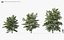 美国加拿大树 - 包括 GrowFX 和 Mesh 文件