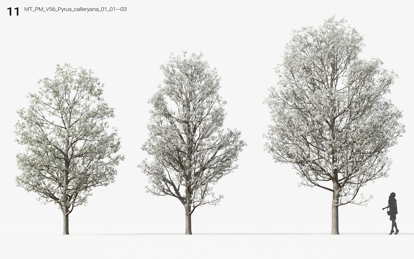 3D american canada trees includes https://p.turbosquid.com/ts-thumb/3J/QjJV81/o4G3zdSN/mt_pm_v56_pyrus_calleryana_01_0103/jpg/1605507328/1920x1080/fit_q87/988ee63099a9561b7cb96619d07ca4d64d608092/mt_pm_v56_pyrus_calleryana_01_0103.jpg