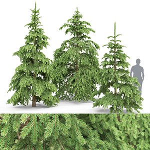 3D spruce tree nature