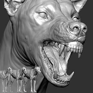 wolf  VFX MUSCLE SIMULATION wih Facial Expression model