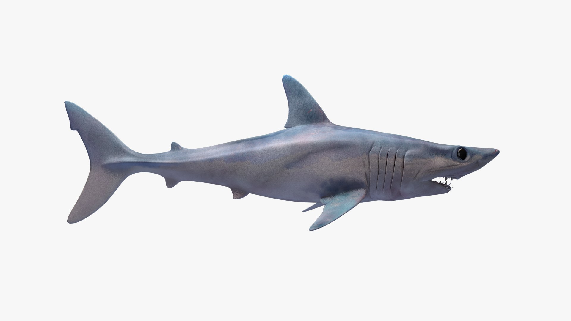 Mako Shark Model - TurboSquid 1812557