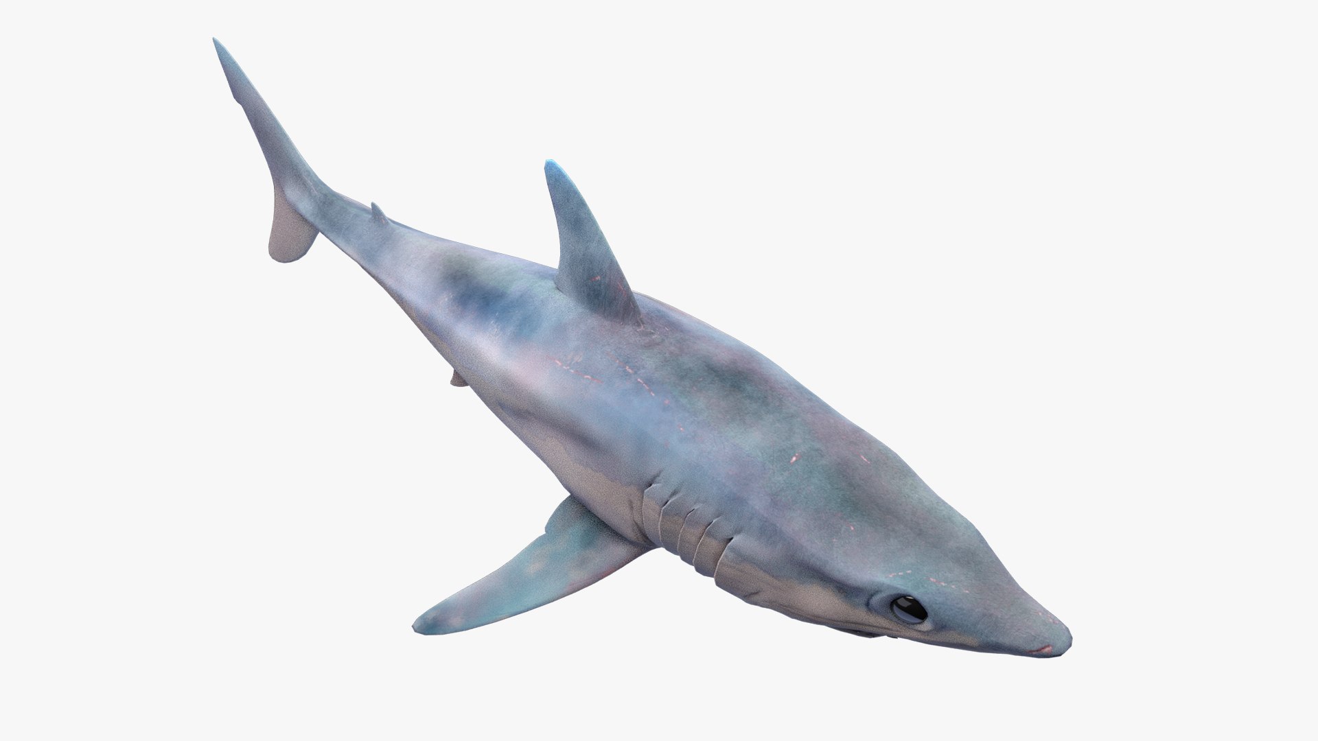 Mako Shark Model - TurboSquid 1812557