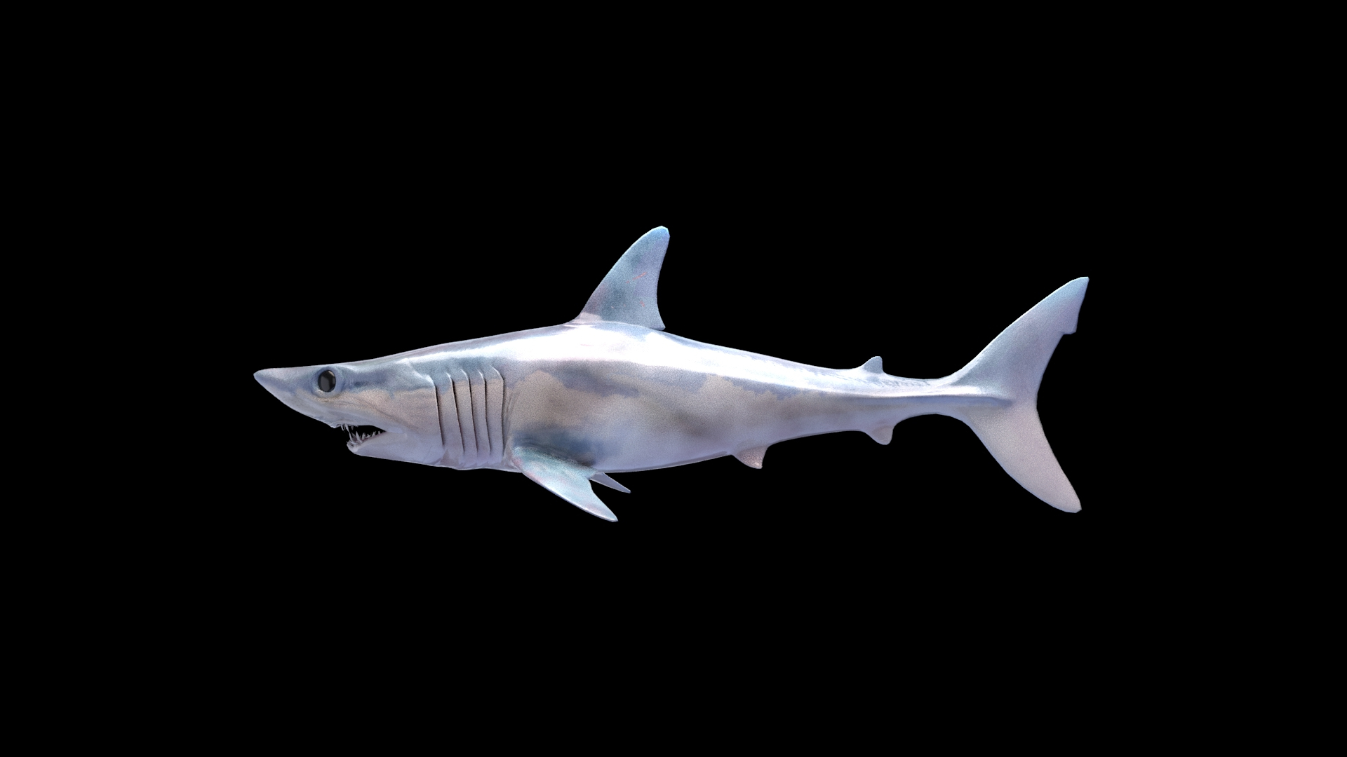 Mako Shark Model - TurboSquid 1812557