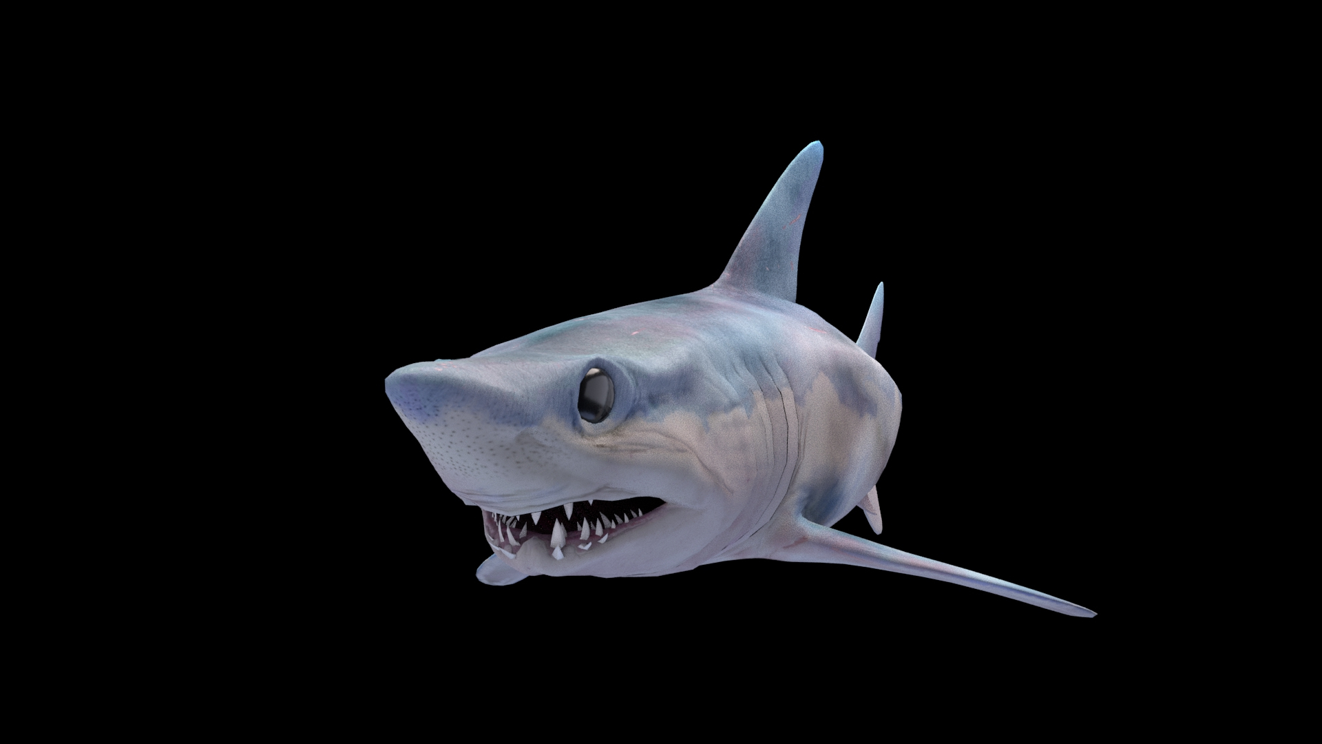 Mako Shark Model - TurboSquid 1812557