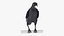 3D Raven Animated Takeoff Rigged model
