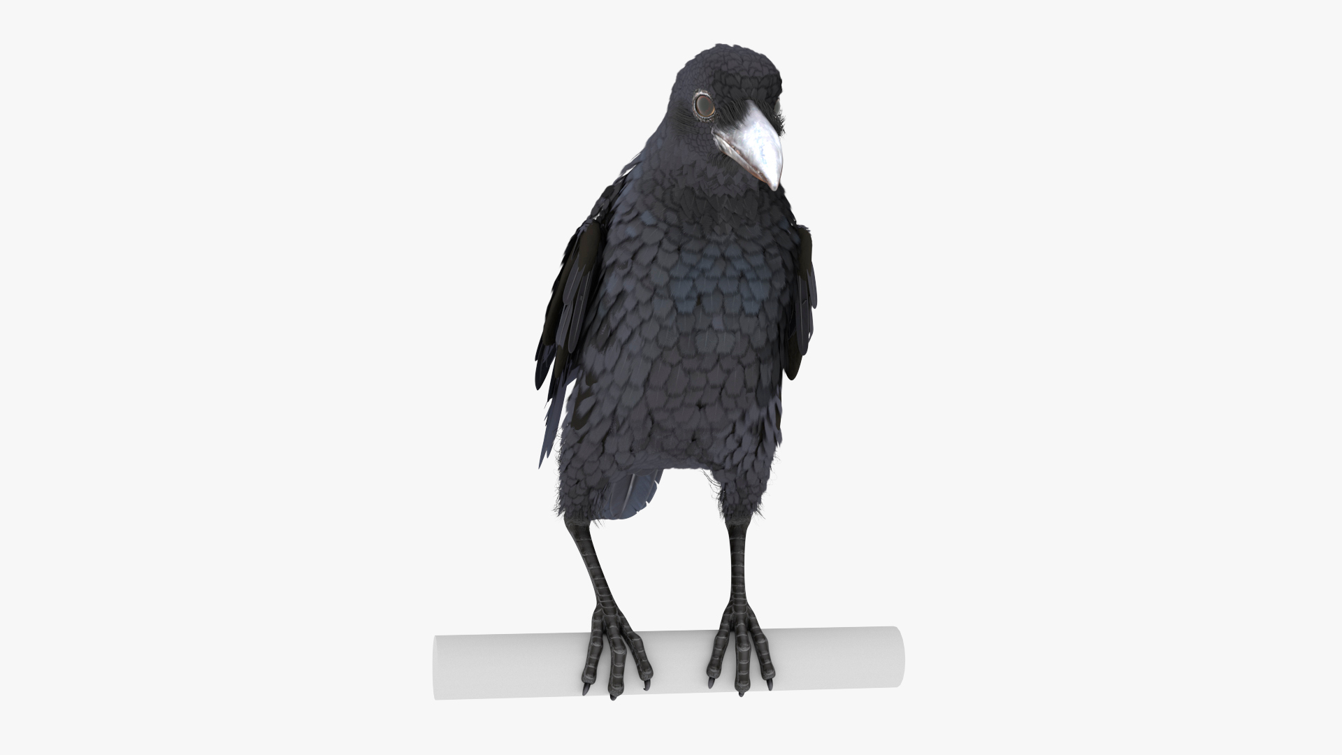 3D Raven Animated Takeoff Rigged model https://p.turbosquid.com/ts-thumb/3J/i7B8KH/3o/reproduction__raven_animated_takeoff_rigged_360/jpg/1747462635/1920x1080/turn_fit_q99/11309715125c63ad383deedeee4de7d7a757eeb7/reproduction__raven_animated_takeoff_rigged_360-1.jpg