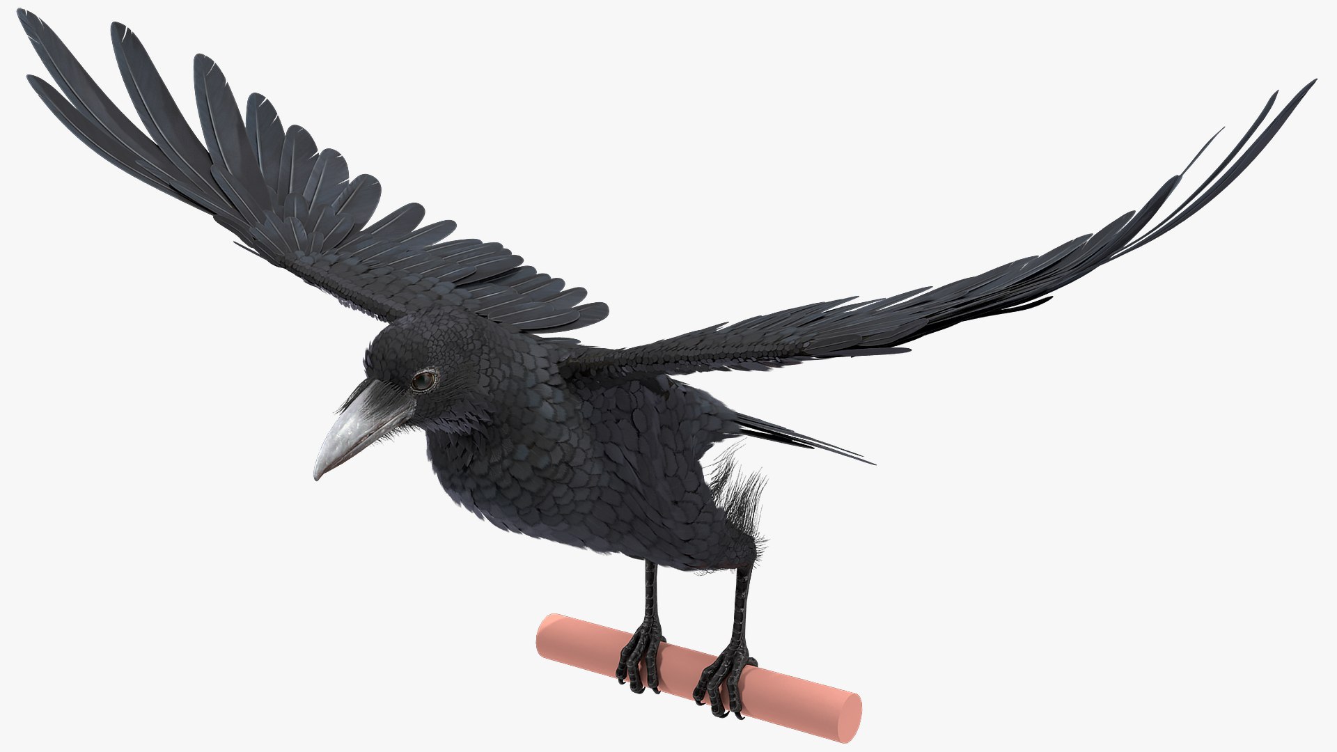 3D Raven Animated Takeoff Rigged model https://p.turbosquid.com/ts-thumb/3J/i7B8KH/AO/raven_animated_takeoff_rigged_009/jpg/1743409038/1920x1080/fit_q87/8642f30d2c43228668794b0ad89999c98385a505/raven_animated_takeoff_rigged_009.jpg