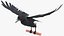 Raven Animated Takeoff Rigged