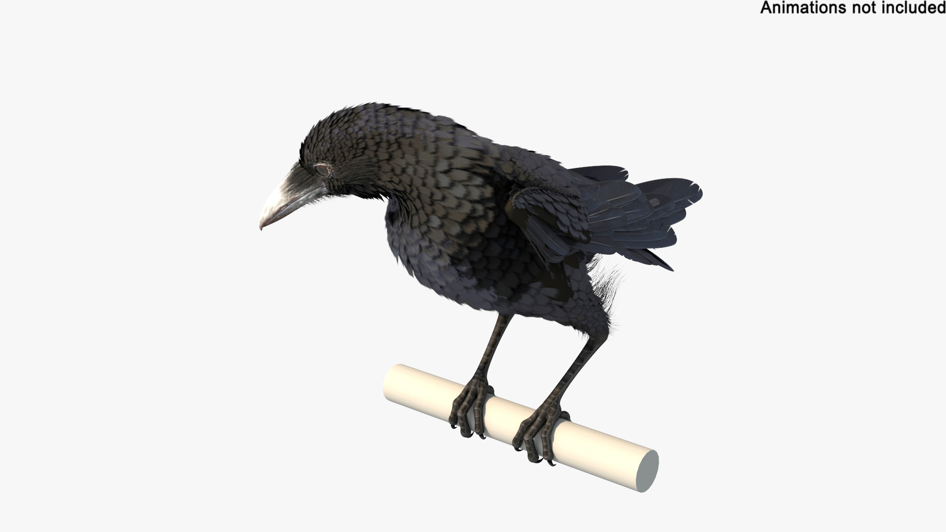 3D Raven Animated Takeoff Rigged model https://p.turbosquid.com/ts-thumb/3J/i7B8KH/AV/raven_animated_takeoff_rigged_362/jpg/1743408573/1920x1080/turn_fit_q99/813da84d59cab590eb60e02ceaf7f164ab67ed40/raven_animated_takeoff_rigged_362-1.jpg