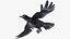 Raven Animated Takeoff Rigged