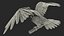 Raven Animated Takeoff Rigged