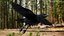 Raven Animated Takeoff Rigged