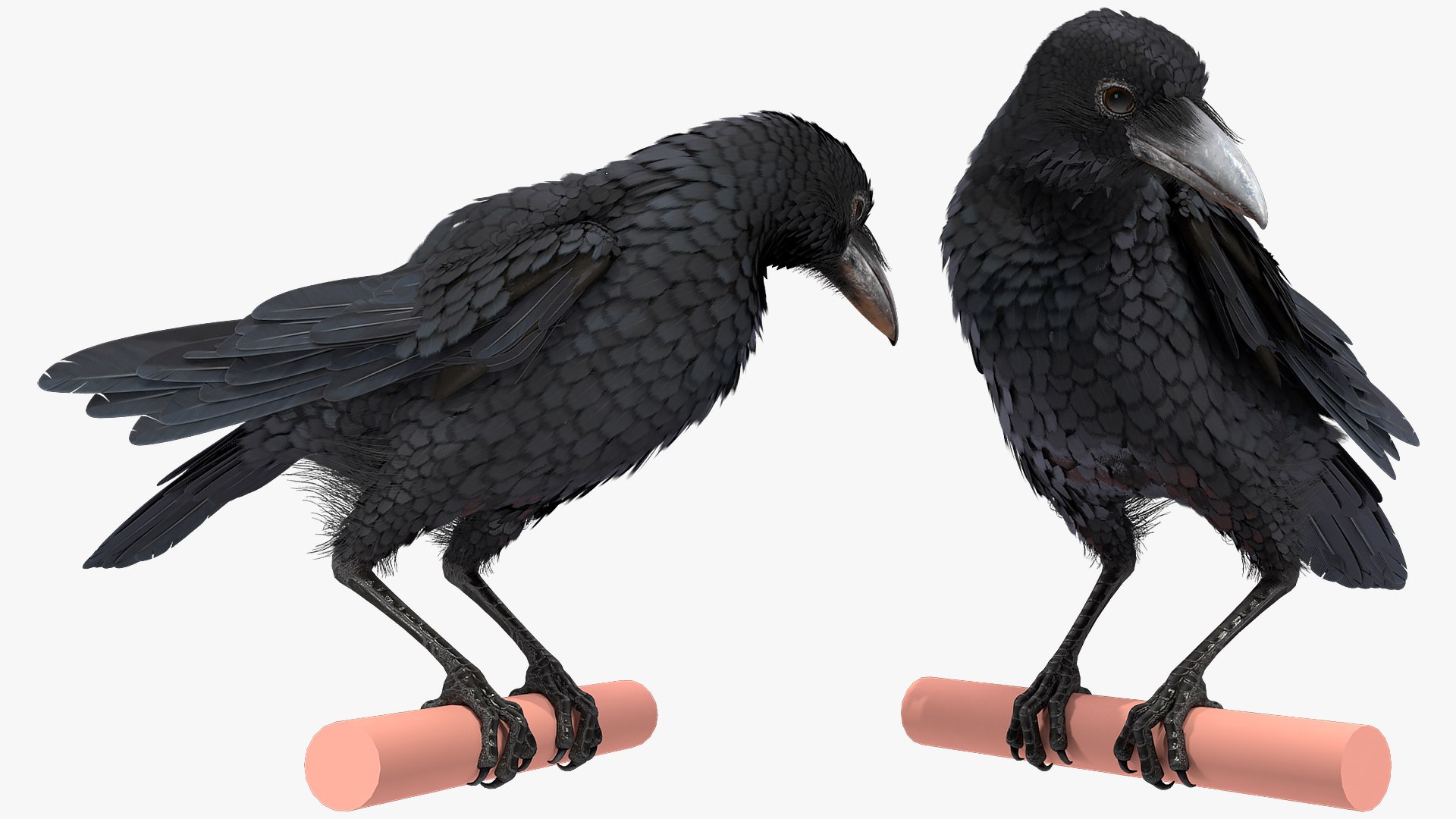 3D Raven Animated Takeoff Rigged model https://p.turbosquid.com/ts-thumb/3J/i7B8KH/ue/raven_animated_takeoff_rigged_011/jpg/1743409041/1920x1080/fit_q87/4ab22b2dc982a4b714222c20e01bc147aef5ecbb/raven_animated_takeoff_rigged_011.jpg