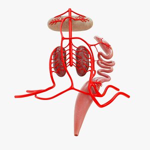 3D Renal portal system in frog