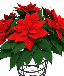 Vase with poinsettia